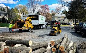 How Our Tree Care Process Works  in Teutopolis, IL